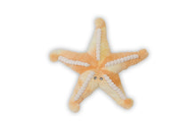 Load image into Gallery viewer, Bubble Plush Toy - Sunny the Starfish
